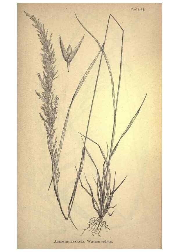 Reproducción/Reproduction 49579411132: The agricultural grasses and forage plants of the United States;. Washington :Govt. print. off.,1889.. 
