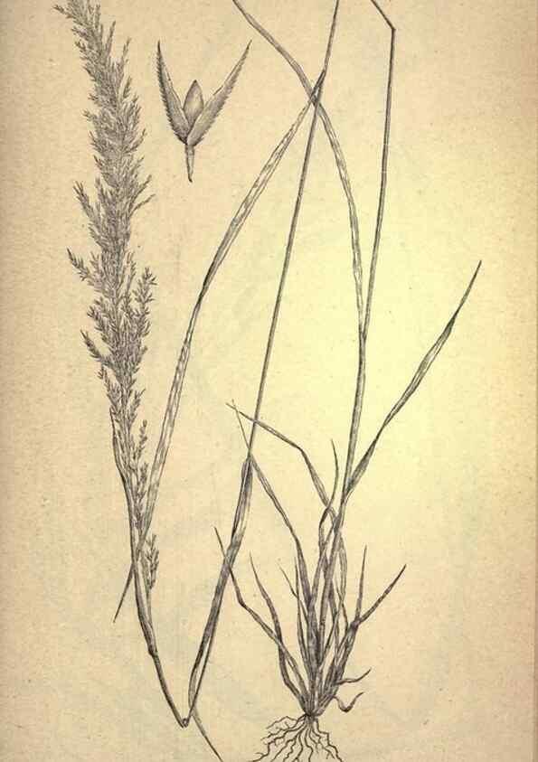 Reproducción/Reproduction 49579411132: The agricultural grasses and forage plants of the United States;. Washington :Govt. print. off.,1889.. 