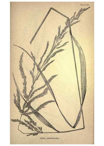 Reproducción/Reproduction 49579411462: The agricultural grasses and forage plants of the United States;. Washington :Govt. print. off.,1889.. 