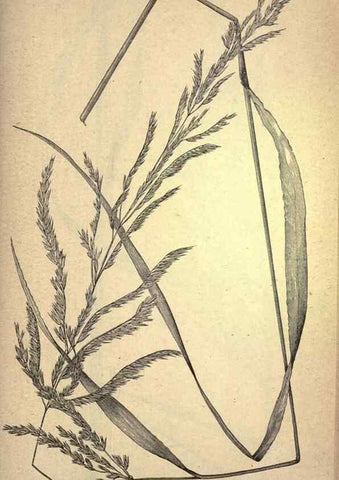 Reproducción/Reproduction 49579411462: The agricultural grasses and forage plants of the United States;. Washington :Govt. print. off.,1889.. 