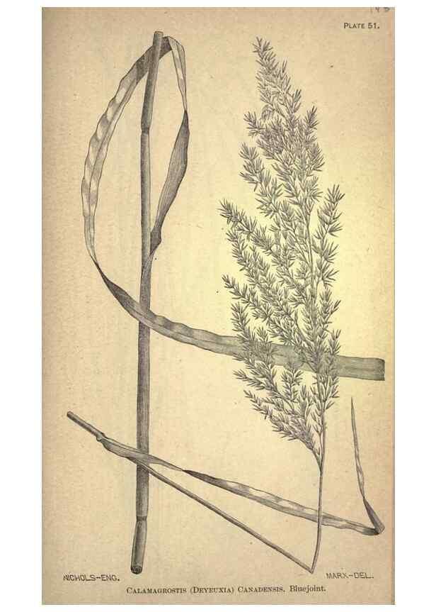 Reproducción/Reproduction 49579185696: The agricultural grasses and forage plants of the United States;. Washington :Govt. print. off.,1889.. 