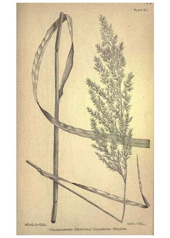 Reproducción/Reproduction 49579185696: The agricultural grasses and forage plants of the United States;. Washington :Govt. print. off.,1889.. 