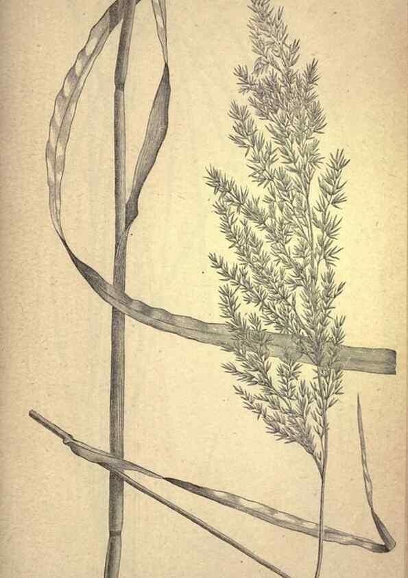 Reproducción/Reproduction 49579185696: The agricultural grasses and forage plants of the United States;. Washington :Govt. print. off.,1889.. 