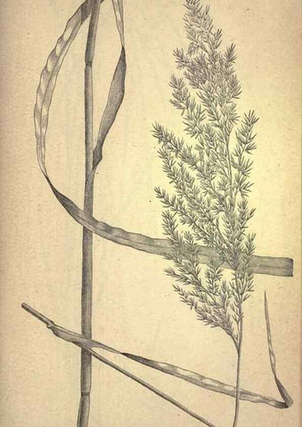 Reproducción/Reproduction 49579185696: The agricultural grasses and forage plants of the United States;. Washington :Govt. print. off.,1889.. 