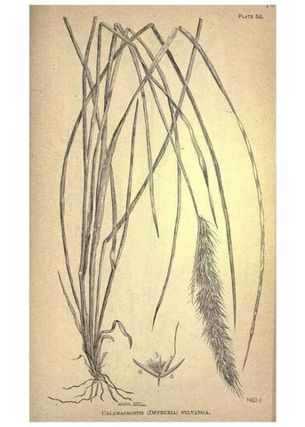 Reproducción/Reproduction 49579411997: The agricultural grasses and forage plants of the United States;. Washington :Govt. print. off.,1889.. 