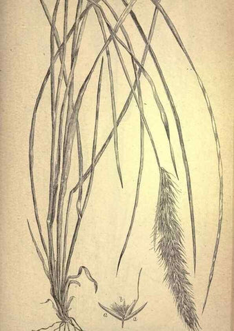 Reproducción/Reproduction 49579411997: The agricultural grasses and forage plants of the United States;. Washington :Govt. print. off.,1889.. 