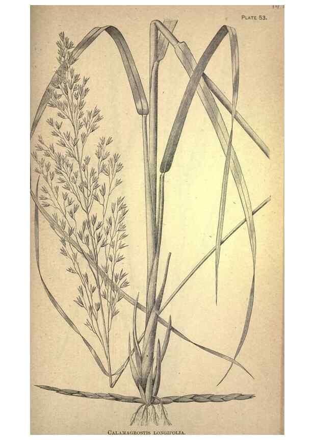Reproducción/Reproduction 49579186256: The agricultural grasses and forage plants of the United States;. Washington :Govt. print. off.,1889.. 
