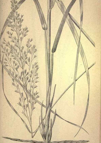 Reproducción/Reproduction 49579186256: The agricultural grasses and forage plants of the United States;. Washington :Govt. print. off.,1889.. 