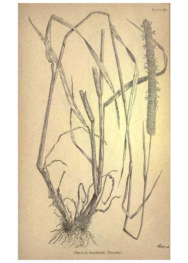 Reproducción/Reproduction 49578680263: The agricultural grasses and forage plants of the United States;. Washington :Govt. print. off.,1889.. 