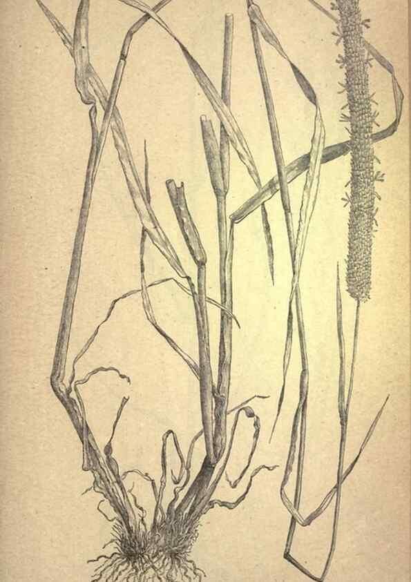 Reproducción/Reproduction 49578680263: The agricultural grasses and forage plants of the United States;. Washington :Govt. print. off.,1889.. 