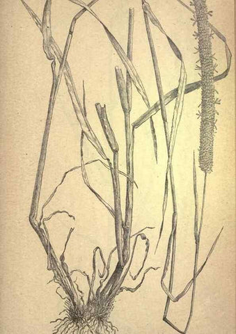 Reproducción/Reproduction 49578680263: The agricultural grasses and forage plants of the United States;. Washington :Govt. print. off.,1889.. 