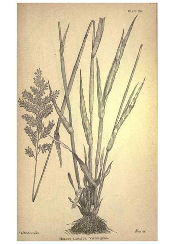 Reproducción/Reproduction 49579186551: The agricultural grasses and forage plants of the United States;. Washington :Govt. print. off.,1889.. 