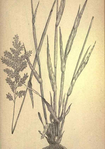 Reproducción/Reproduction 49579186551: The agricultural grasses and forage plants of the United States;. Washington :Govt. print. off.,1889.. 
