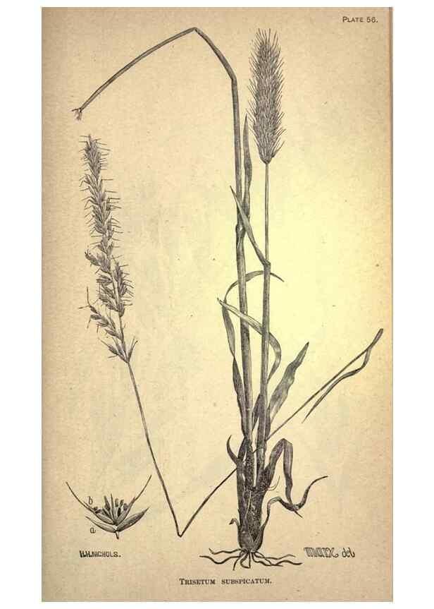 Reproducción/Reproduction 49579187116: The agricultural grasses and forage plants of the United States;. Washington :Govt. print. off.,1889.. 