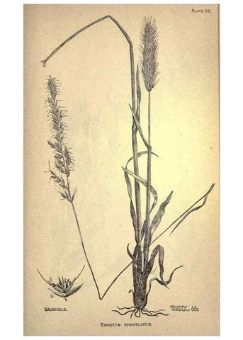 Reproducción/Reproduction 49579187116: The agricultural grasses and forage plants of the United States;. Washington :Govt. print. off.,1889.. 