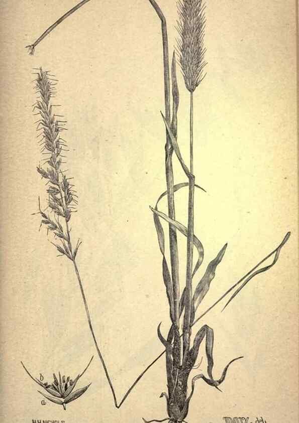 Reproducción/Reproduction 49579187116: The agricultural grasses and forage plants of the United States;. Washington :Govt. print. off.,1889.. 