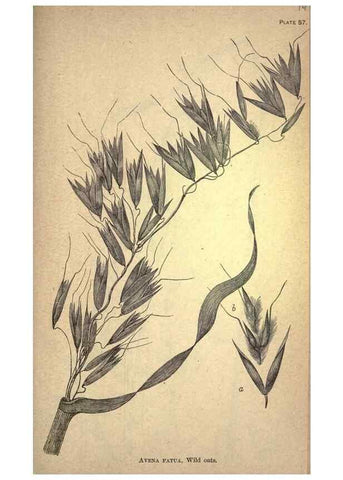 Reproducción/Reproduction 49579413427: The agricultural grasses and forage plants of the United States;. Washington :Govt. print. off.,1889.. 