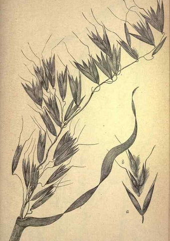 Reproducción/Reproduction 49579413427: The agricultural grasses and forage plants of the United States;. Washington :Govt. print. off.,1889.. 