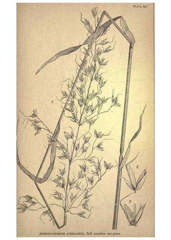 Reproducción/Reproduction 49578683938: The agricultural grasses and forage plants of the United States;. Washington :Govt. print. off.,1889.. 
