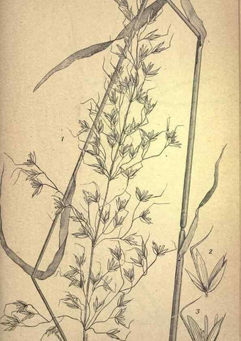 Reproducción/Reproduction 49578683938: The agricultural grasses and forage plants of the United States;. Washington :Govt. print. off.,1889.. 