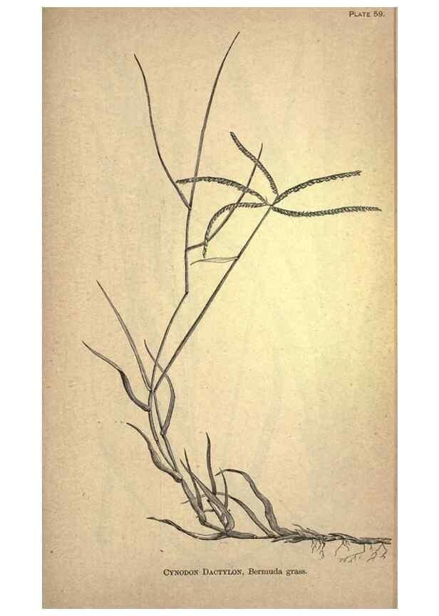 Reproducción/Reproduction 49578684148: The agricultural grasses and forage plants of the United States;. Washington :Govt. print. off.,1889.. 