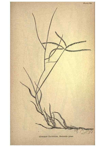 Reproducción/Reproduction 49578684148: The agricultural grasses and forage plants of the United States;. Washington :Govt. print. off.,1889.. 