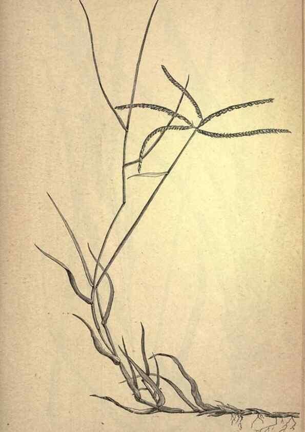 Reproducción/Reproduction 49578684148: The agricultural grasses and forage plants of the United States;. Washington :Govt. print. off.,1889.. 
