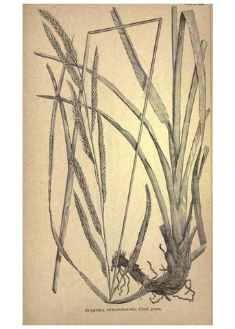 Reproducción/Reproduction 49578684458: The agricultural grasses and forage plants of the United States;. Washington :Govt. print. off.,1889.. 