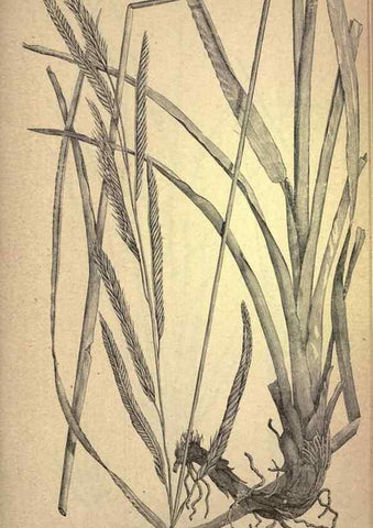 Reproducción/Reproduction 49578684458: The agricultural grasses and forage plants of the United States;. Washington :Govt. print. off.,1889.. 