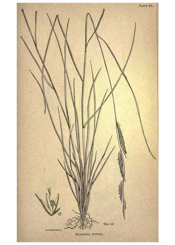 Reproducción/Reproduction 49579414547: The agricultural grasses and forage plants of the United States;. Washington :Govt. print. off.,1889.. 