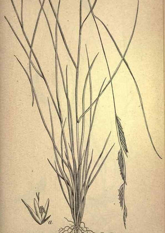 Reproducción/Reproduction 49579414547: The agricultural grasses and forage plants of the United States;. Washington :Govt. print. off.,1889.. 