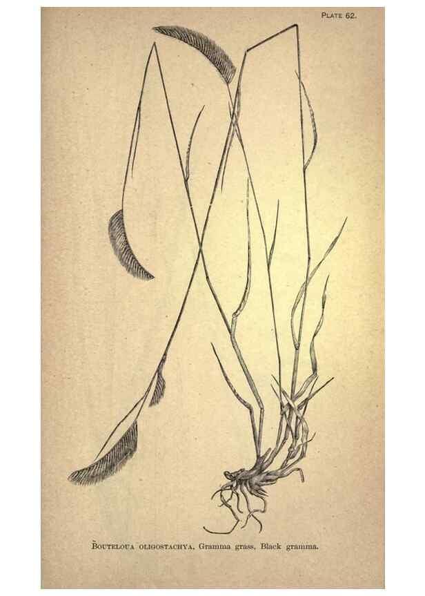 Reproducción/Reproduction 49579414802: The agricultural grasses and forage plants of the United States;. Washington :Govt. print. off.,1889.. 