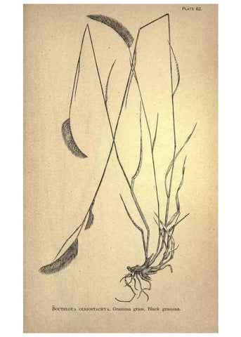 Reproducción/Reproduction 49579414802: The agricultural grasses and forage plants of the United States;. Washington :Govt. print. off.,1889.. 