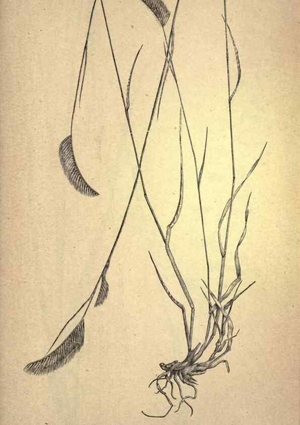 Reproducción/Reproduction 49579414802: The agricultural grasses and forage plants of the United States;. Washington :Govt. print. off.,1889.. 