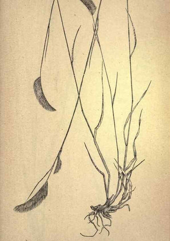 Reproducción/Reproduction 49579414802: The agricultural grasses and forage plants of the United States;. Washington :Govt. print. off.,1889.. 