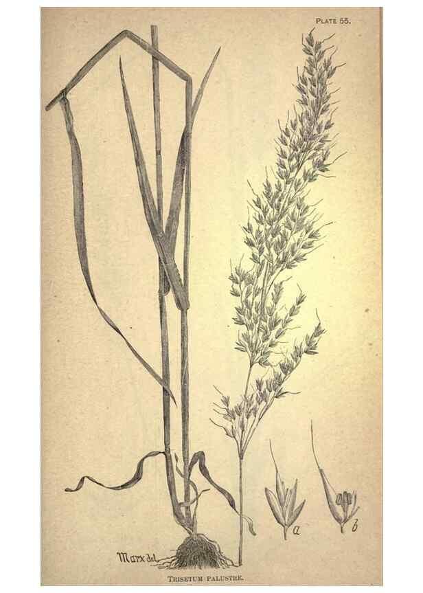 Reproducción/Reproduction 49578683143: The agricultural grasses and forage plants of the United States;. Washington :Govt. print. off.,1889.. 