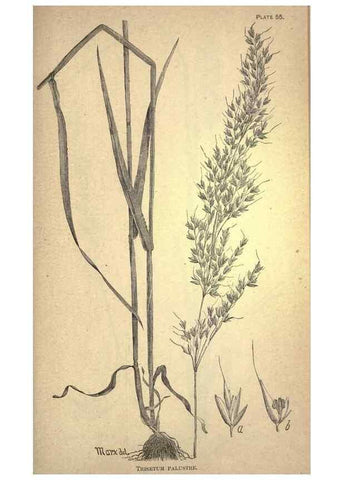 Reproducción/Reproduction 49578683143: The agricultural grasses and forage plants of the United States;. Washington :Govt. print. off.,1889.. 