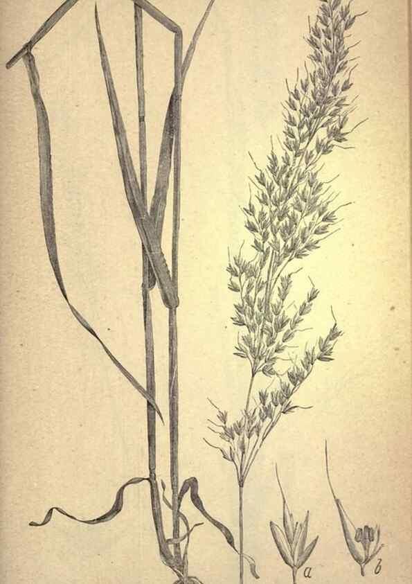 Reproducción/Reproduction 49578683143: The agricultural grasses and forage plants of the United States;. Washington :Govt. print. off.,1889.. 