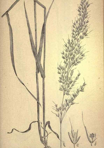Reproducción/Reproduction 49578683143: The agricultural grasses and forage plants of the United States;. Washington :Govt. print. off.,1889.. 