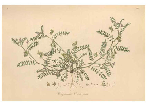 Reproducción/Reproduction 49580045787: Flora Graeca, sive, Plantarum rariorum historia, quas in provinciis aut insulis Graeciae /. Londini :Typis Richardi Taylor et socii, in Vico Shoe-Lane :MDCCCVI-MDCCCXL [1806-1840].. 