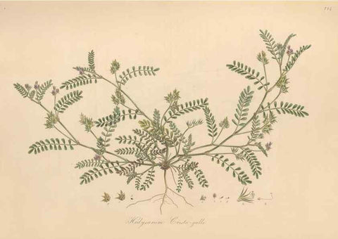 Reproducción/Reproduction 49580045787: Flora Graeca, sive, Plantarum rariorum historia, quas in provinciis aut insulis Graeciae /. Londini :Typis Richardi Taylor et socii, in Vico Shoe-Lane :MDCCCVI-MDCCCXL [1806-1840].. 