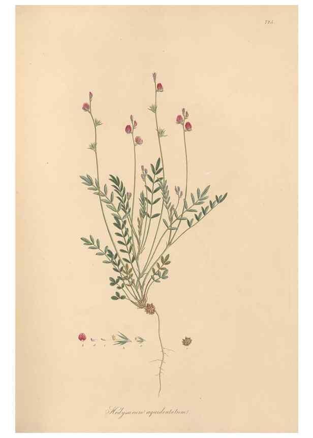 Reproducción/Reproduction 49580046082: Flora Graeca, sive, Plantarum rariorum historia, quas in provinciis aut insulis Graeciae /. Londini :Typis Richardi Taylor et socii, in Vico Shoe-Lane :MDCCCVI-MDCCCXL [1806-1840].. 