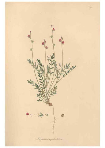 Reproducción/Reproduction 49580046082: Flora Graeca, sive, Plantarum rariorum historia, quas in provinciis aut insulis Graeciae /. Londini :Typis Richardi Taylor et socii, in Vico Shoe-Lane :MDCCCVI-MDCCCXL [1806-1840].. 