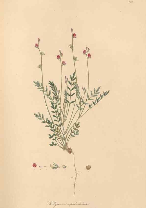 Reproducción/Reproduction 49580046082: Flora Graeca, sive, Plantarum rariorum historia, quas in provinciis aut insulis Graeciae /. Londini :Typis Richardi Taylor et socii, in Vico Shoe-Lane :MDCCCVI-MDCCCXL [1806-1840].. 