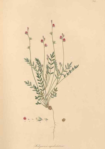 Reproducción/Reproduction 49580046082: Flora Graeca, sive, Plantarum rariorum historia, quas in provinciis aut insulis Graeciae /. Londini :Typis Richardi Taylor et socii, in Vico Shoe-Lane :MDCCCVI-MDCCCXL [1806-1840].. 
