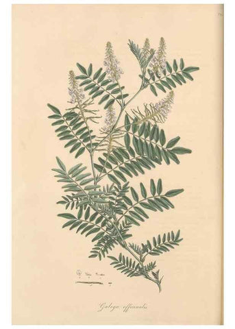 Reproducción/Reproduction 49580046397: Flora Graeca, sive, Plantarum rariorum historia, quas in provinciis aut insulis Graeciae /. Londini :Typis Richardi Taylor et socii, in Vico Shoe-Lane :MDCCCVI-MDCCCXL [1806-1840].. 