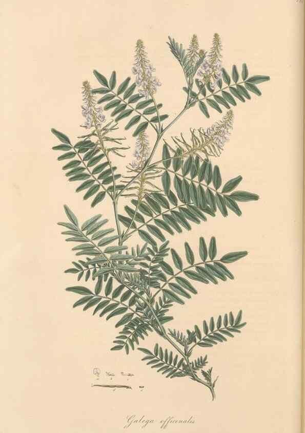 Reproducción/Reproduction 49580046397: Flora Graeca, sive, Plantarum rariorum historia, quas in provinciis aut insulis Graeciae /. Londini :Typis Richardi Taylor et socii, in Vico Shoe-Lane :MDCCCVI-MDCCCXL [1806-1840].. 