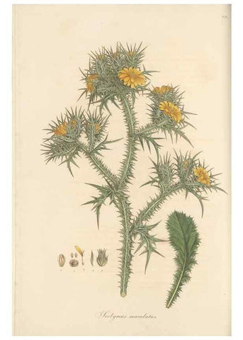 Reproducción/Reproduction 49579390138: Flora Graeca, sive, Plantarum rariorum historia, quas in provinciis aut insulis Graeciae /. Londini :Typis Richardi Taylor et socii, in Vico Shoe-Lane :MDCCCVI-MDCCCXL [1806-1840].. 