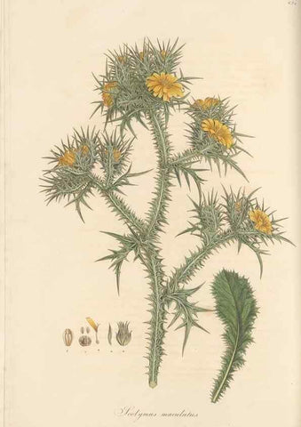 Reproducción/Reproduction 49579390138: Flora Graeca, sive, Plantarum rariorum historia, quas in provinciis aut insulis Graeciae /. Londini :Typis Richardi Taylor et socii, in Vico Shoe-Lane :MDCCCVI-MDCCCXL [1806-1840].. 