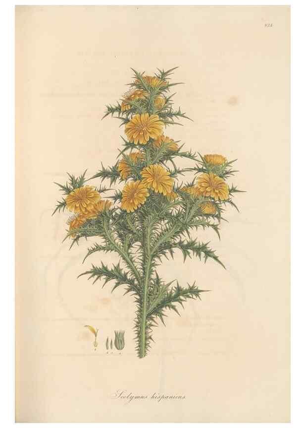 Reproducción/Reproduction 49580119762: Flora Graeca, sive, Plantarum rariorum historia, quas in provinciis aut insulis Graeciae /. Londini :Typis Richardi Taylor et socii, in Vico Shoe-Lane :MDCCCVI-MDCCCXL [1806-1840].. 